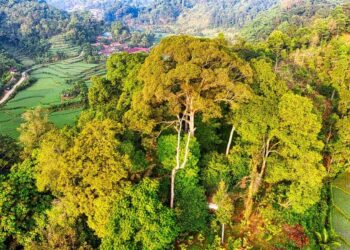 Minibosques nativos pueden recuperar ambiente 10 veces más rápido