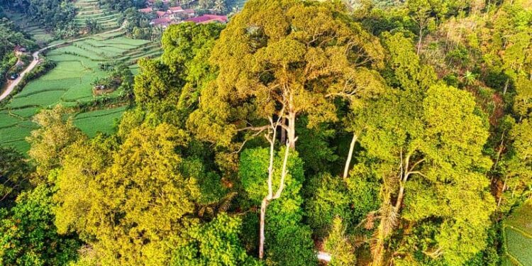 Minibosques nativos pueden recuperar ambiente 10 veces más rápido