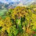 Minibosques nativos pueden recuperar ambiente 10 veces más rápido