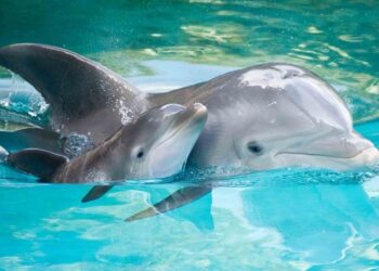 Delfines