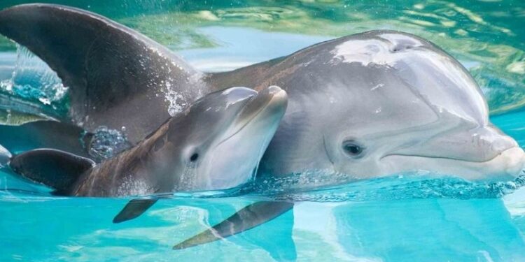 Delfines