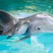Delfines