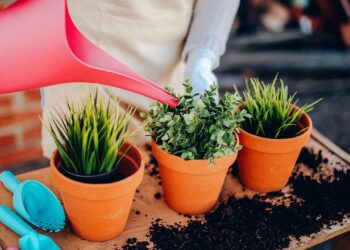regar las plantas