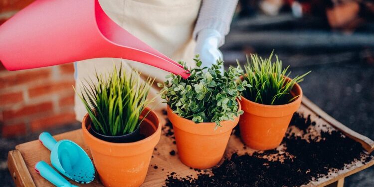regar las plantas