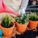 regar las plantas