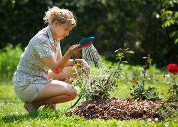 regar las plantas