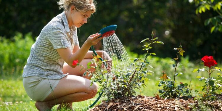 regar las plantas