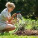 regar las plantas