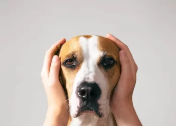 estrés en los perros