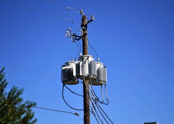 Descubre el Fascinante Mundo de los Animales con Antenas: Guía Completa
