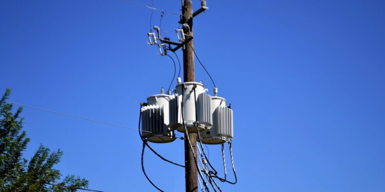 Descubre el Fascinante Mundo de los Animales con Antenas: Guía Completa