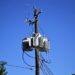 Descubre el Fascinante Mundo de los Animales con Antenas: Guía Completa