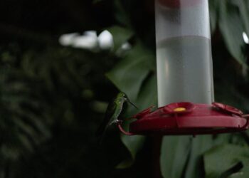 Todo sobre animales con caparazón: Guía definitiva para conocer las especies más sorprendentes