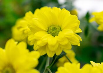 Descubre la Belleza Única de los Animales con Flores: Guía Completa y Fascinante