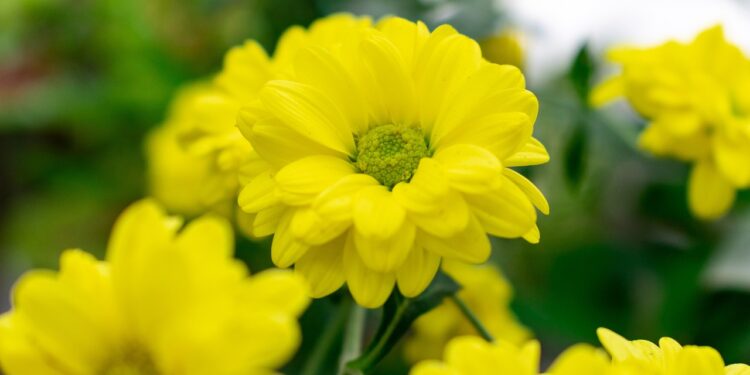 Descubre la Belleza Única de los Animales con Flores: Guía Completa y Fascinante