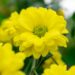 Descubre la Belleza Única de los Animales con Flores: Guía Completa y Fascinante