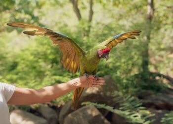 Guía Definitiva Sobre Animales con GUI: Características, Funcionalidades y Más