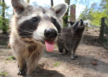 Animales Únicos: Descubre Fascinantes Especies que Comienzan con Ja, Je, Ji, Jo, Ju