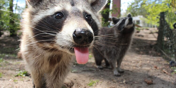 Animales Únicos: Descubre Fascinantes Especies que Comienzan con Ja, Je, Ji, Jo, Ju