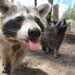 Animales Únicos: Descubre Fascinantes Especies que Comienzan con Ja, Je, Ji, Jo, Ju