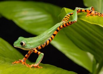 Animales con K: Conoce las Fascinantes Especies que Comienzan con esta Letra