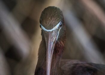 Descubre los Animales con Patas Más Fascinantes y Exóticos del Mundo