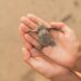 Guía Definitiva para Aprender los Nombres de los Animales en Inglés: Mejora tu Vocabulario