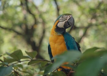 Top 10 Increíbles Animales con Tres Letras que Debes Conocer: Guía Completa