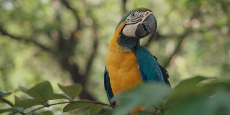 Top 10 Increíbles Animales con Tres Letras que Debes Conocer: Guía Completa