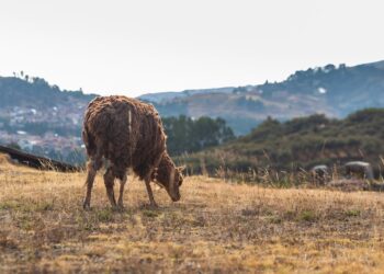 Descubre los Animales con Xarda: Guía Completa y Detallada