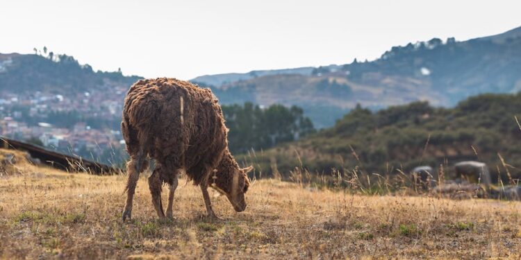 Descubre los Animales con Xarda: Guía Completa y Detallada
