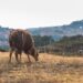 Descubre los Animales con Xarda: Guía Completa y Detallada