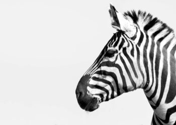 Descubrimiento Increíble: Los Fascinantes Animales con Zebra más Exóticos del Mundo