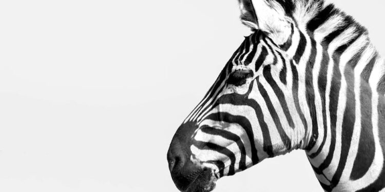 Descubrimiento Increíble: Los Fascinantes Animales con Zebra más Exóticos del Mundo