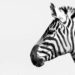 Descubrimiento Increíble: Los Fascinantes Animales con Zebra más Exóticos del Mundo