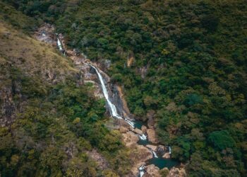 Descubre la Fascinante Lista de Animales con G en Inglés: Guía Completa para Amantes de la Naturaleza