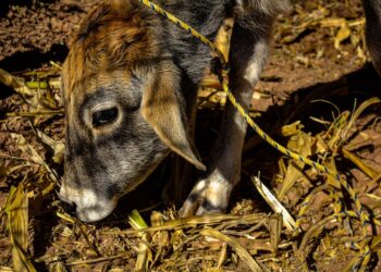 Los 10 Mejores Animales con J Animados: Conoce tus Personajes Favoritos
