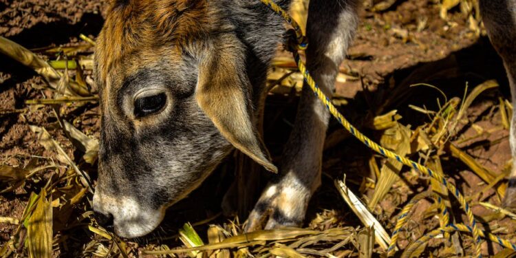 Los 10 Mejores Animales con J Animados: Conoce tus Personajes Favoritos