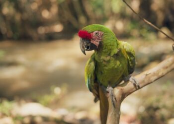 Jugando y Aprendiendo: Descubre Animales con J para Niños Fascinantes e Inolvidables