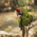 Jugando y Aprendiendo: Descubre Animales con J para Niños Fascinantes e Inolvidables