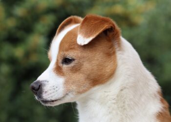 Descubriendo Animales con JA: Una Guía Completa sobre Su Hábitat, Características y Cuidados