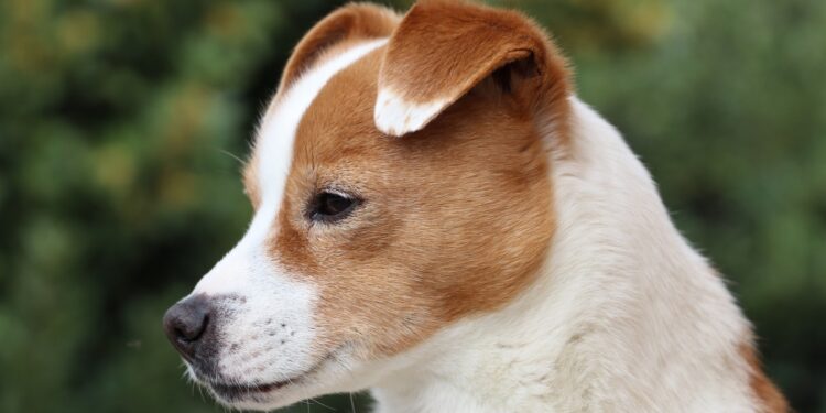 Descubriendo Animales con JA: Una Guía Completa sobre Su Hábitat, Características y Cuidados