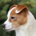 Descubriendo Animales con JA: Una Guía Completa sobre Su Hábitat, Características y Cuidados