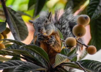 Animales Monógamos: Conoce los Increíbles Animales con una Sola Pareja a lo Largo de su Vida
