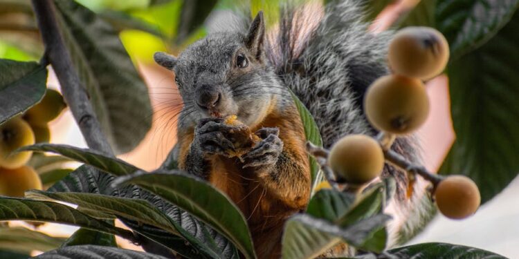 Animales Monógamos: Conoce los Increíbles Animales con una Sola Pareja a lo Largo de su Vida