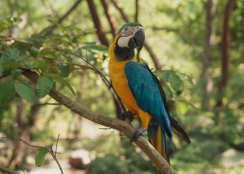 Descubre la Fascinante Zoología: 10 Animales con Z en Inglés Que Deberías Conocer
