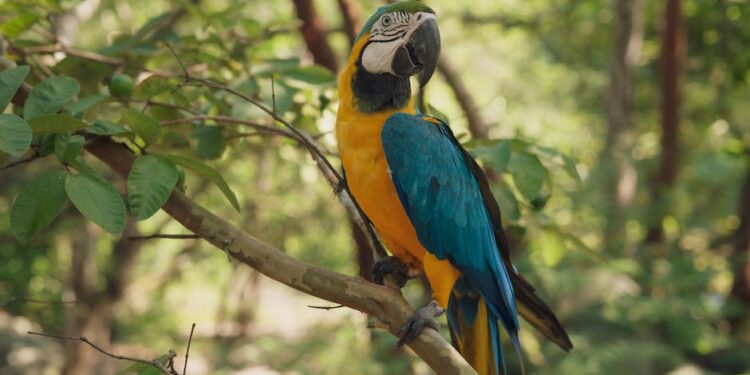 Descubre la Fascinante Zoología: 10 Animales con Z en Inglés Que Deberías Conocer