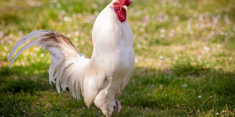 Descubre los Fascinantes Animales con Alas: Guía Definitiva y Características Únicas