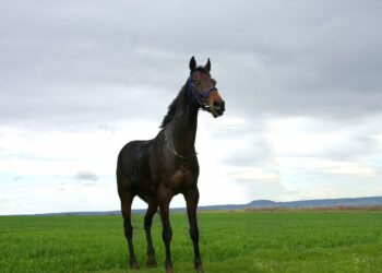 Guía Completa sobre Animales con Fecundación Interna y Ovíparos: Todo lo que Necesitas Saber