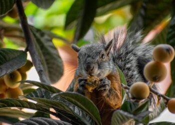 Descubre la Fascinante Variedad de Animales con J en Inglés: Guía Completa